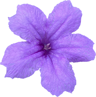 Ruellia purple flowers