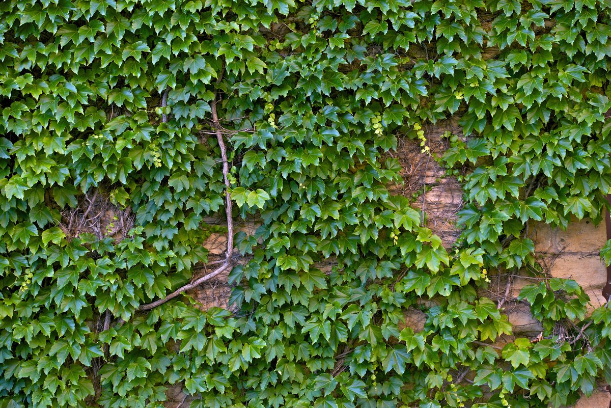 Ivy Wall