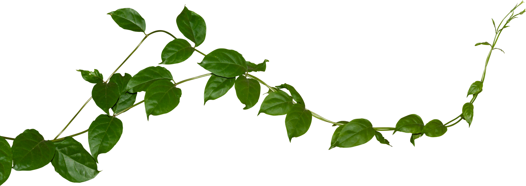 Green Leaves of Vine Plant