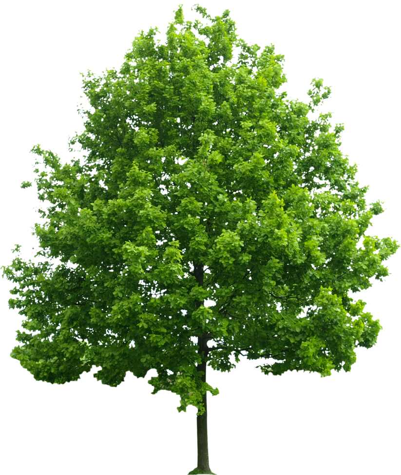 Green Tree  