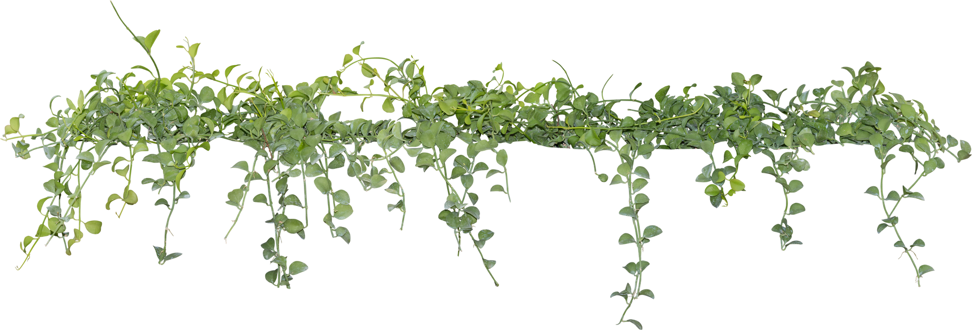 Vine Plant with Green Leaves