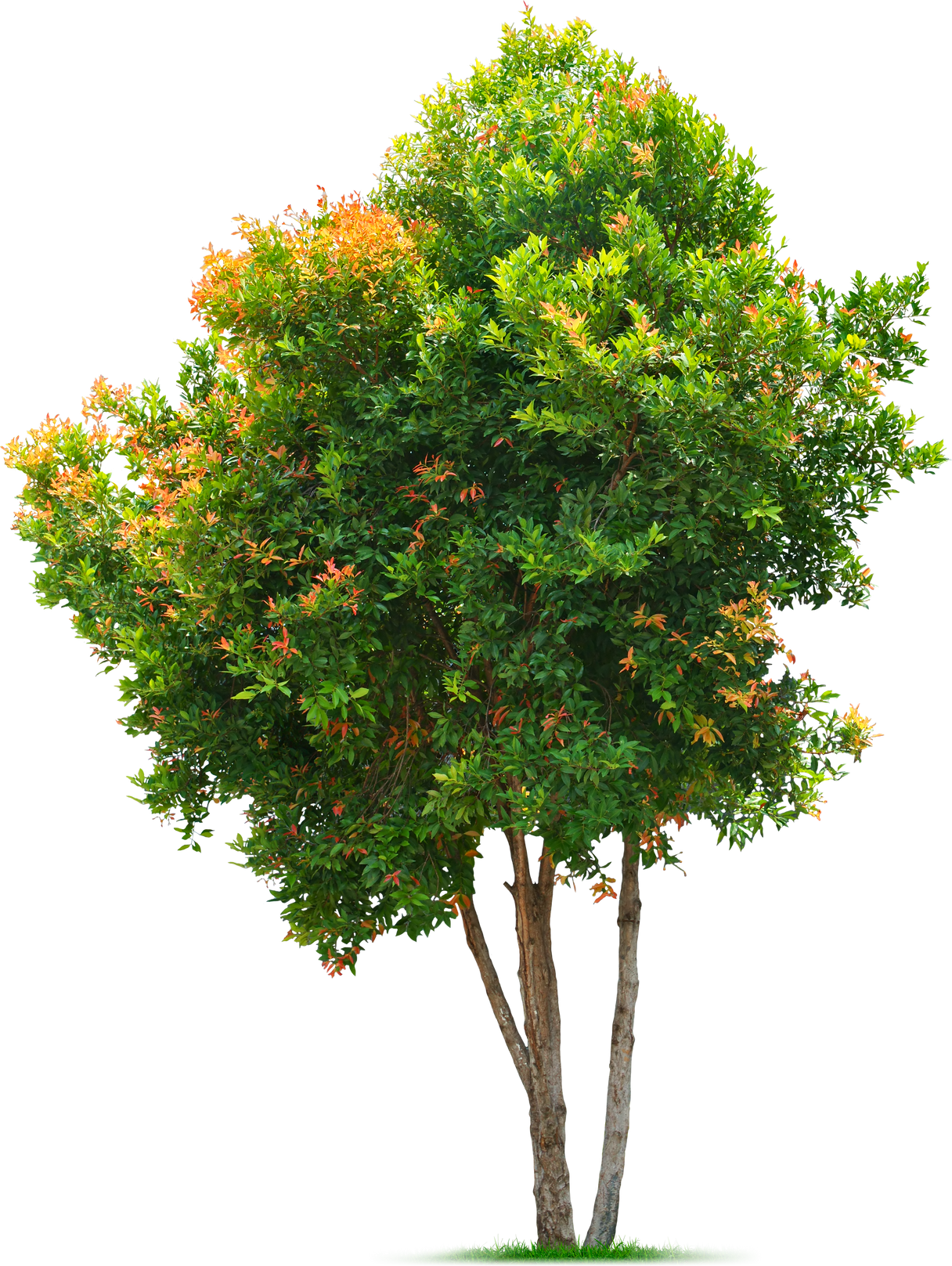 Tree with Green Leaves Cutout