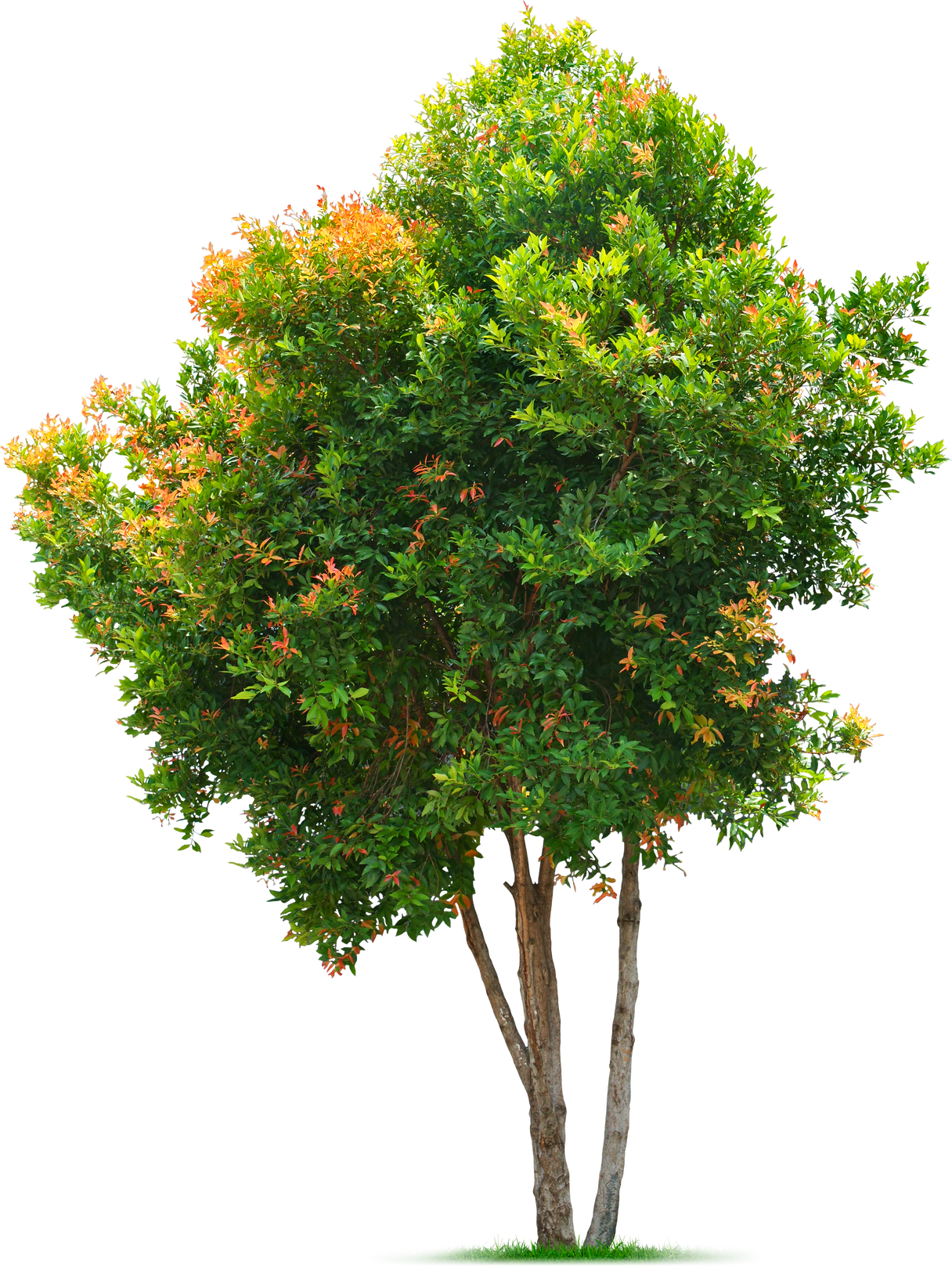 Tree with Green Leaves Cutout