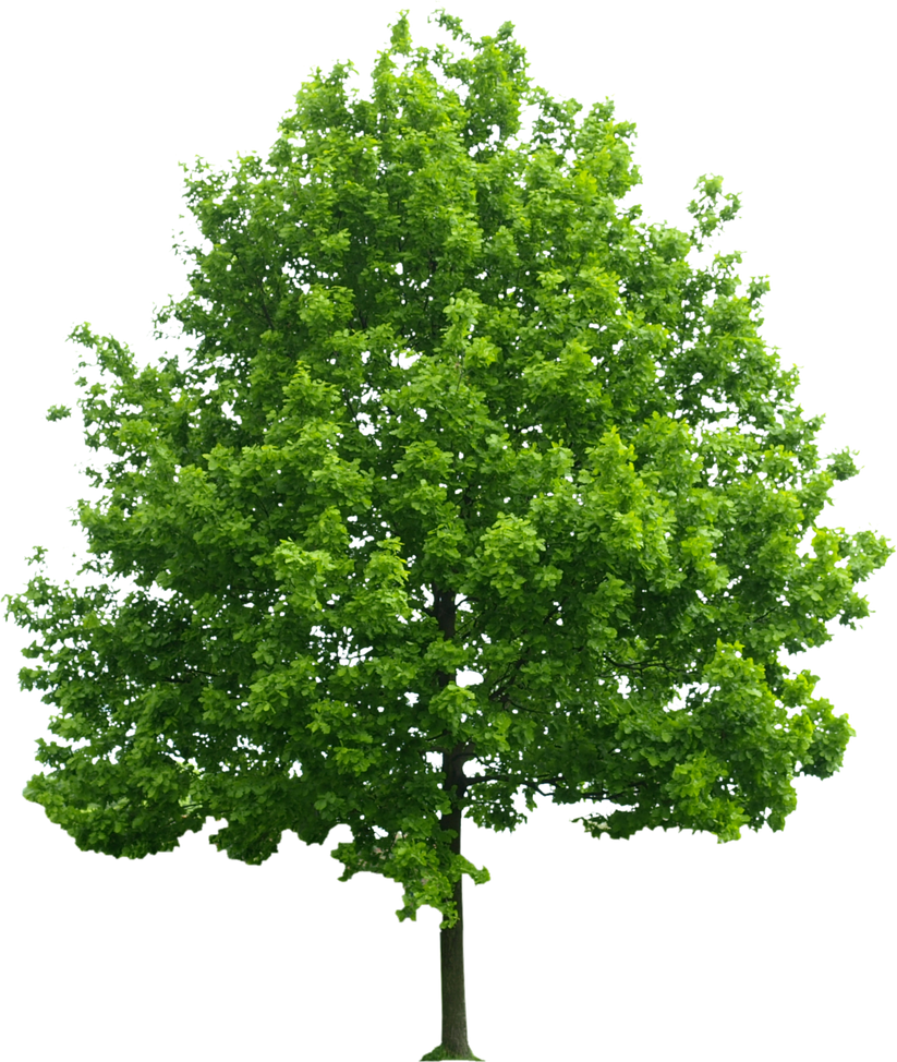 Green Tree  